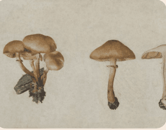 Trauma y Psicodélicos: Plantas maestras, neurociencia y caminos de sanación